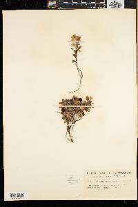 Vaccinium vitis-idaea image
