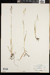 Vahlodea atropurpurea image