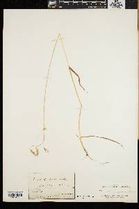 Vahlodea atropurpurea image