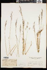 Vahlodea atropurpurea image