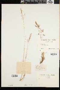 Vahlodea atropurpurea image