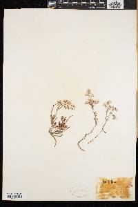 Paronychia argyrocoma image