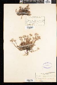 Paronychia argyrocoma image