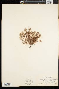 Paronychia argyrocoma image