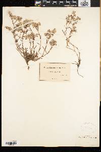 Paronychia argyrocoma image