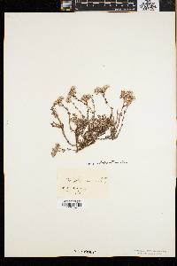 Paronychia argyrocoma image