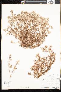 Paronychia argyrocoma image