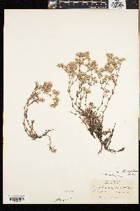 Paronychia argyrocoma image
