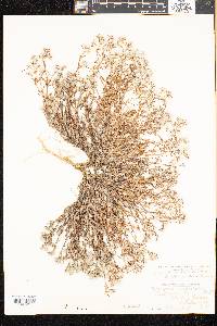 Paronychia argyrocoma image