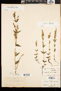 Gentianella amarella subsp. acuta image