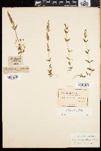 Gentianella amarella subsp. acuta image