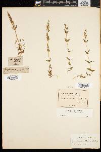 Gentianella amarella subsp. acuta image