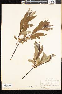Salix phylicifolia image
