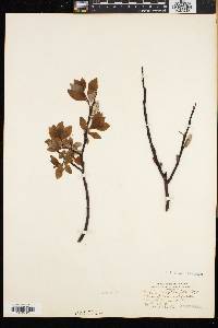 Salix phylicifolia image