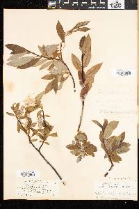 Salix planifolia image