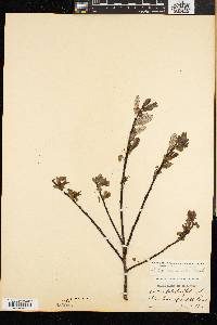 Salix planifolia image