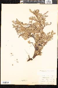 Salix uva-ursi image