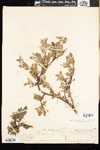 Salix uva-ursi image