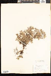 Salix uva-ursi image