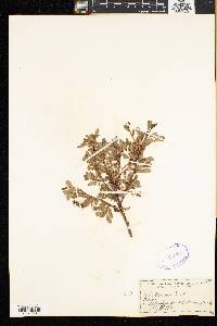 Salix uva-ursi image