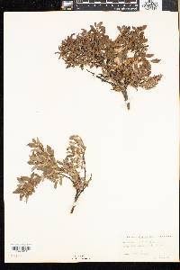 Salix uva-ursi image