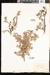 Salix uva-ursi image