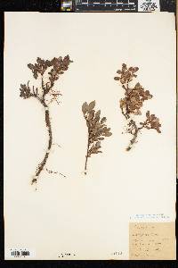 Salix cutleri image