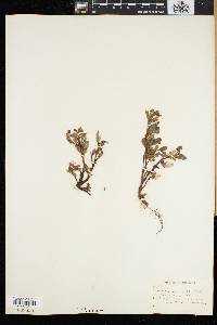 Salix uva-ursi image