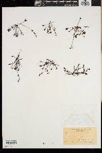 Drosera intermedia image