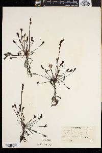 Drosera intermedia image