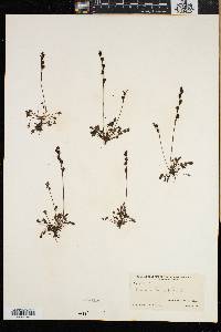 Drosera intermedia image