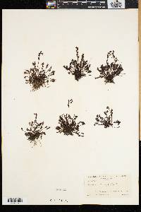 Drosera intermedia image