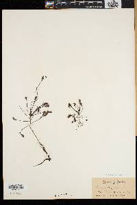 Drosera intermedia image