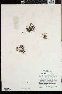 Drosera intermedia image