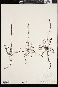 Drosera intermedia image