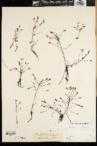 Drosera intermedia image