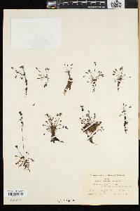 Drosera intermedia image