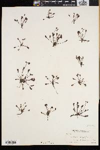 Drosera intermedia image