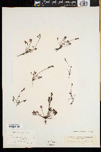 Drosera intermedia image