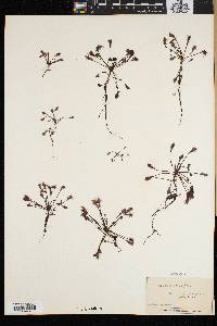 Drosera intermedia image