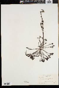 Drosera intermedia image