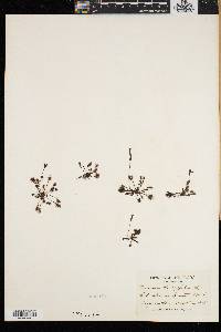 Drosera intermedia image