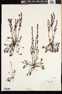 Drosera intermedia image