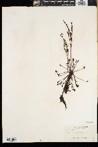 Drosera intermedia image