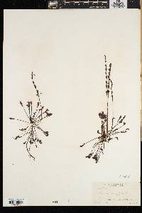 Drosera intermedia image