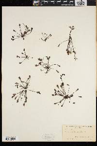 Drosera intermedia image