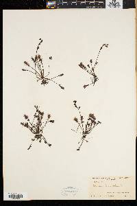 Drosera intermedia image