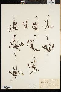 Drosera intermedia image