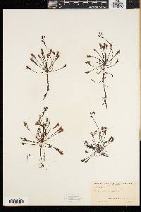 Drosera intermedia image