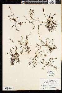 Drosera intermedia image